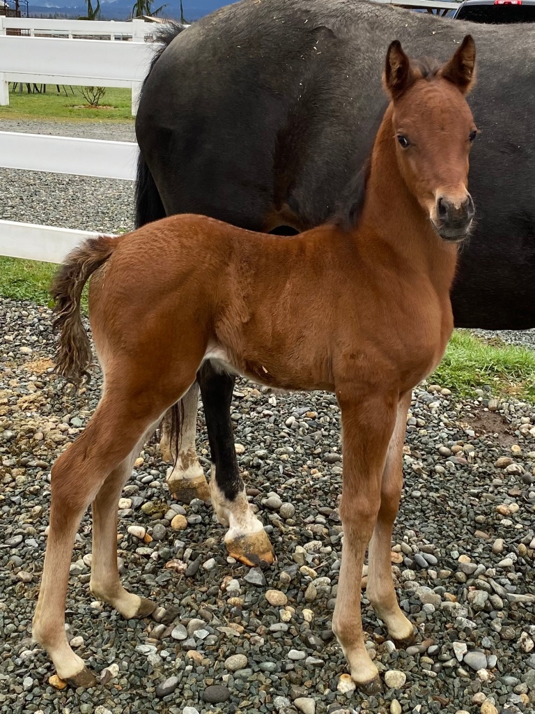 Introducing Our 1st Foal of 2022 thumbnail picture