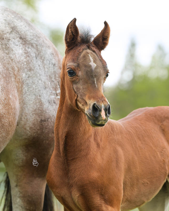 Introducing Our 4th Foal of 2022 thumbnail picture