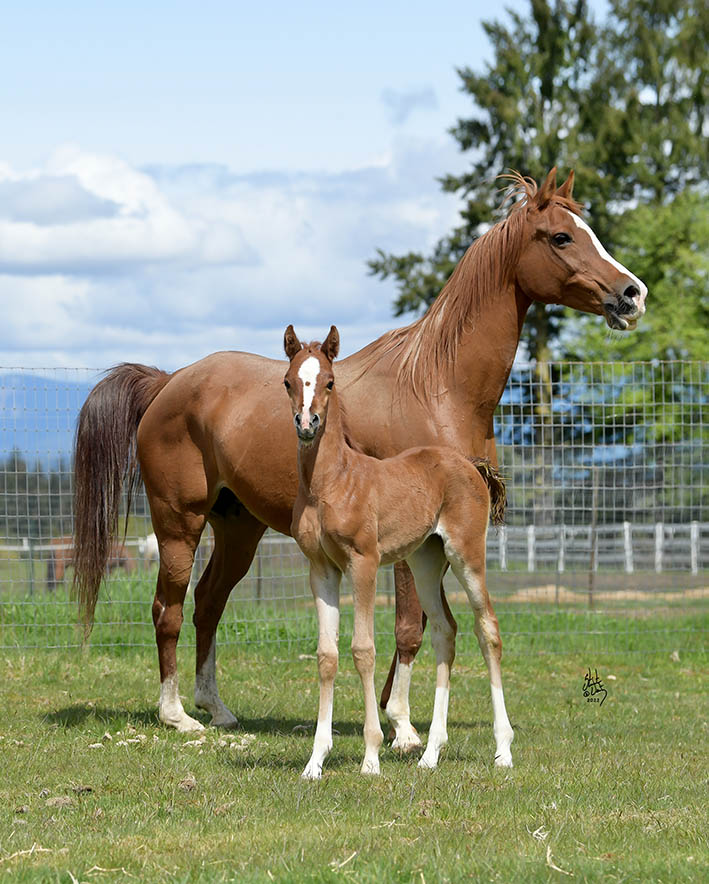 Introducing Our 5th Foal of 2022 thumbnail picture