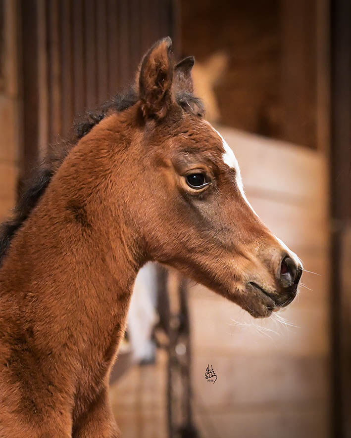 Introducing Our 7th Foal of 2022 thumbnail picture