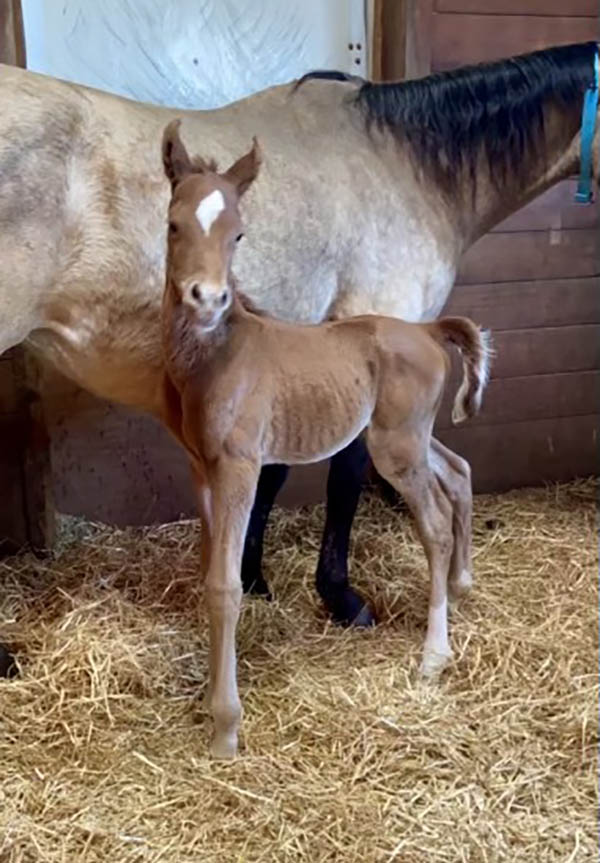 Introducing Our 1st Foal of 2023 thumbnail picture