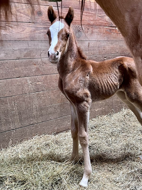 Introducing Our 2nd Foal of 2023 thumbnail picture