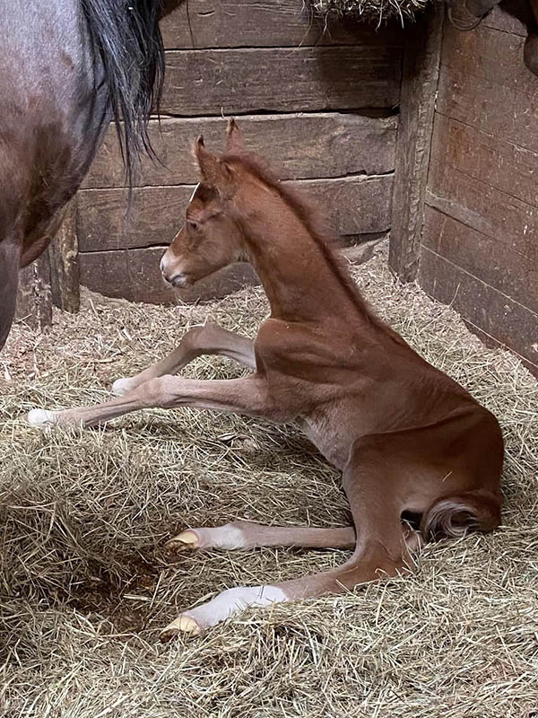 Introducing Our 3rd Foal of 2023 thumbnail picture