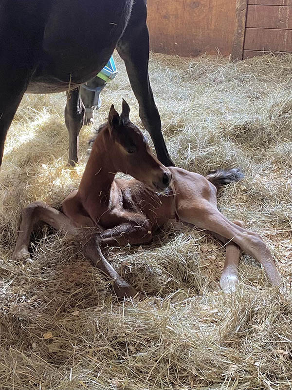 Introducing Our 4th Foal of 2023 thumbnail picture