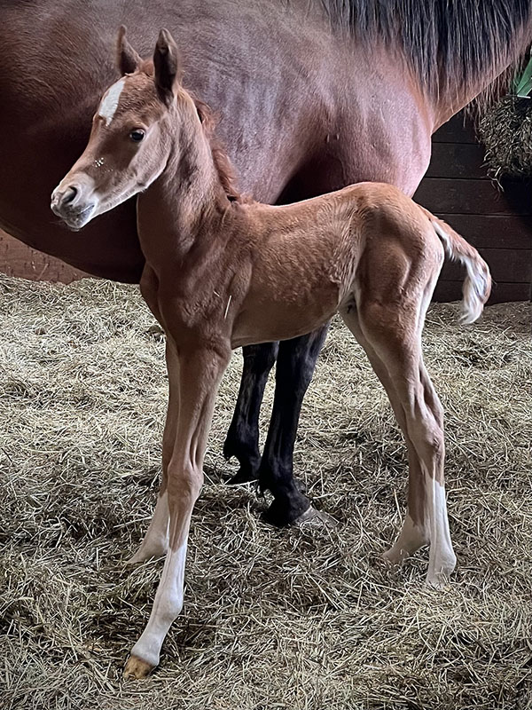 Introducing Our 5th Foal of 2023 thumbnail picture