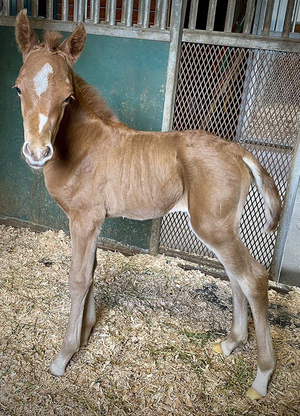 Introducing Our 6th Foal of 2023 thumbnail picture