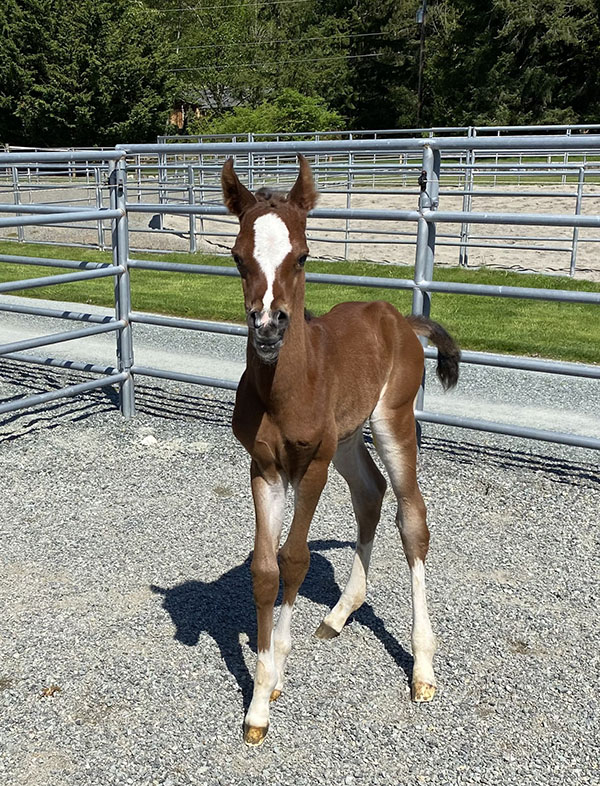 Introducing Our 7th Foal of 2023 thumbnail picture