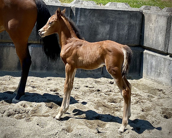 Introducing Our 8th Foal of 2023 thumbnail picture