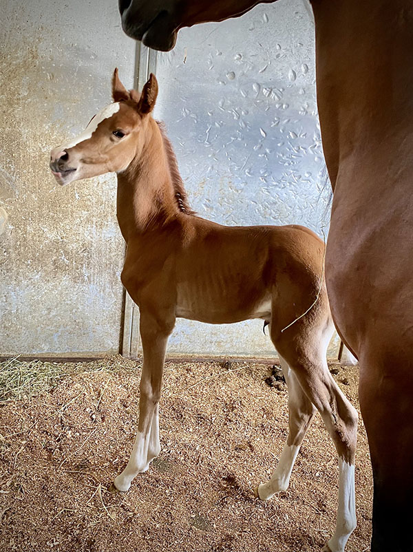 Introducing Our 9th Foal of 2023 thumbnail picture