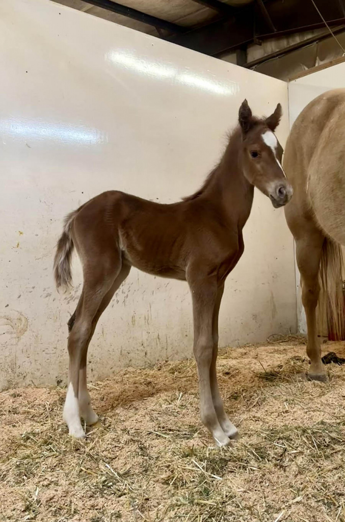 Introducing Our 8th Foal of 2024 thumbnail picture