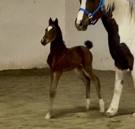 Introducing Our 9th Foal of 2024 thumbnail picture