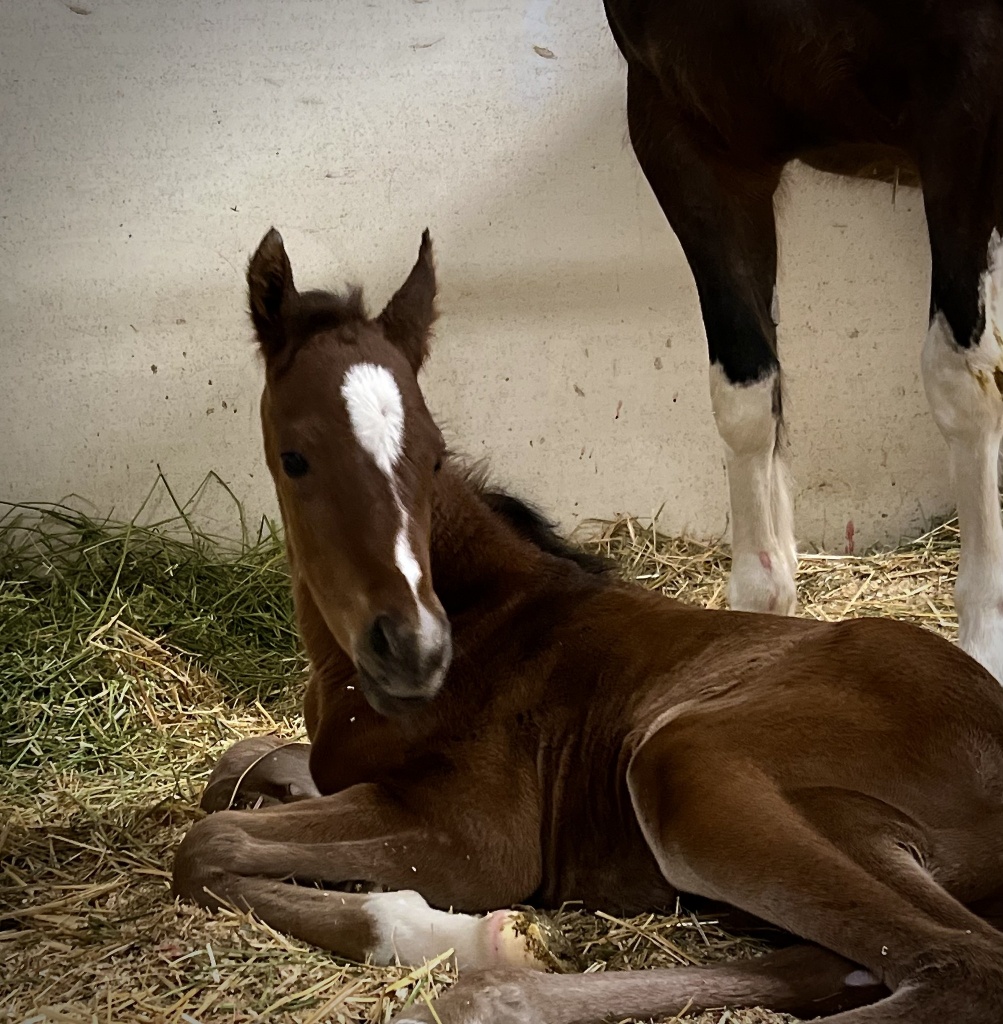 Introducing Our 6th Foal of 2024 thumbnail picture