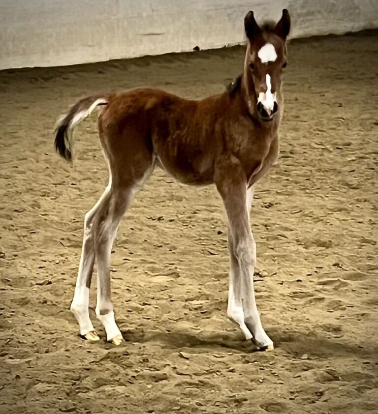 Introducing Our 3rd Foal of 2024 thumbnail picture