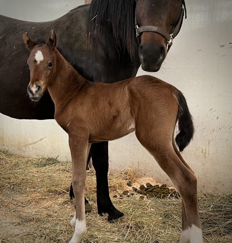 Introducing Our 5th Foal of 2024 thumbnail picture