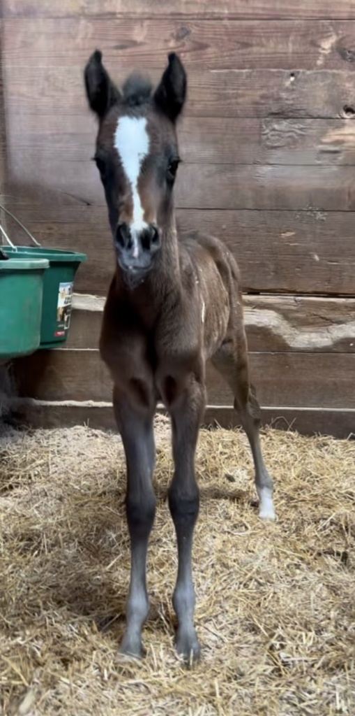 Introducing Our 4th Foal of 2024 thumbnail picture