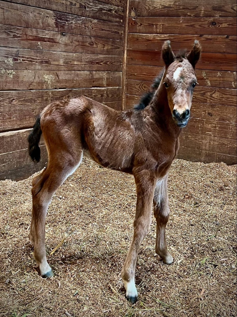 Introducing Our 1st Foal of 2024 thumbnail picture