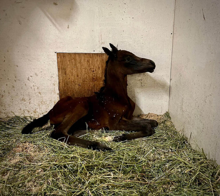 Introducing Our 7th Foal of 2024 thumbnail picture