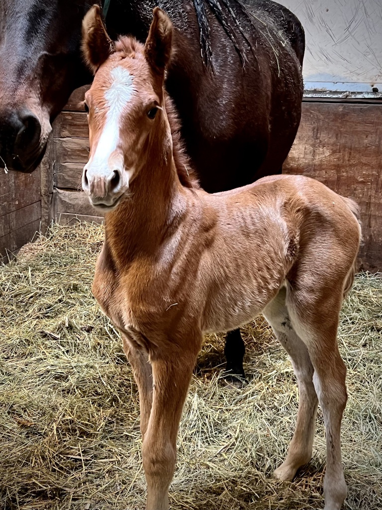 Introducing Our 2nd Foal of 2024 thumbnail picture