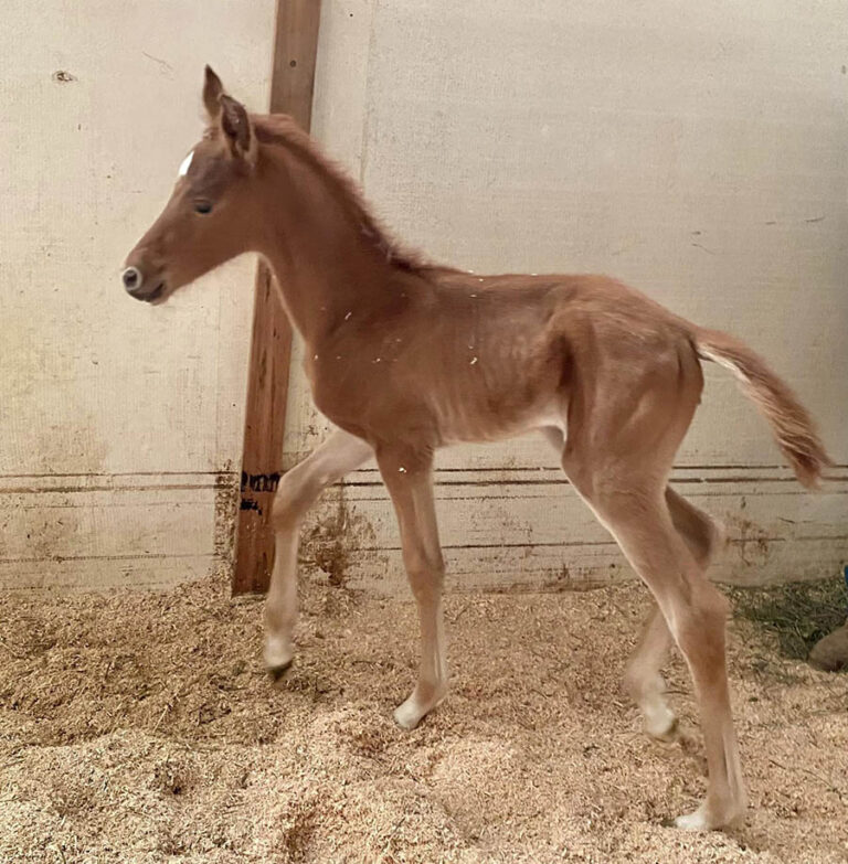 Introducing Our 10th Foal of 2024 thumbnail picture