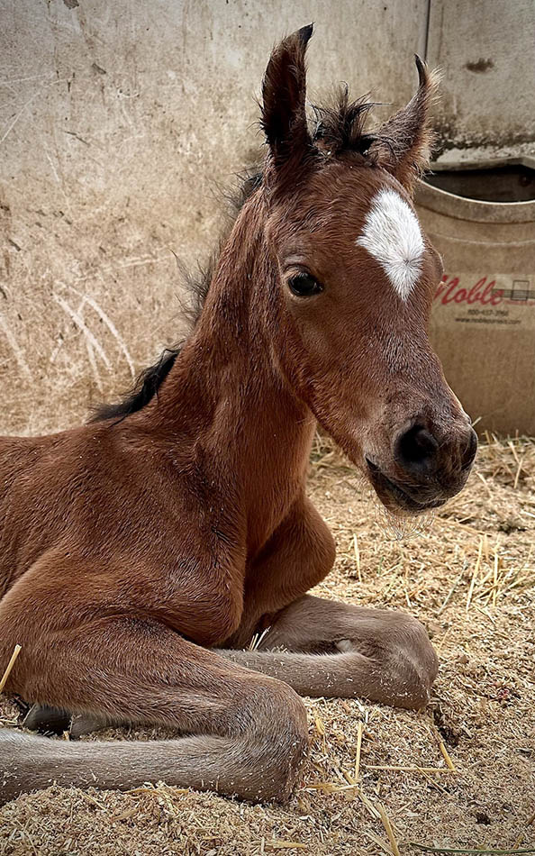 Introducing Our 12th Foal of 2024 thumbnail picture