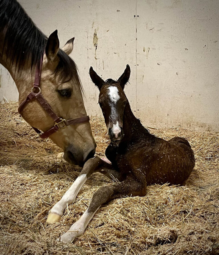 Introducing Our 11th Foal of 2024 thumbnail picture