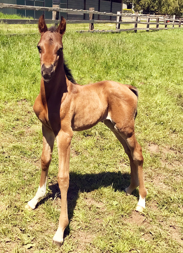 INTRODUCING OUR 4TH FOAL OF 2017 thumbnail picture