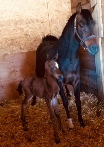 INTRODUCING OUR SECOND FOAL OF 2019 thumbnail picture