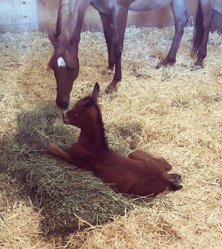 INTRODUCING OUR SIXTH FOAL thumbnail picture