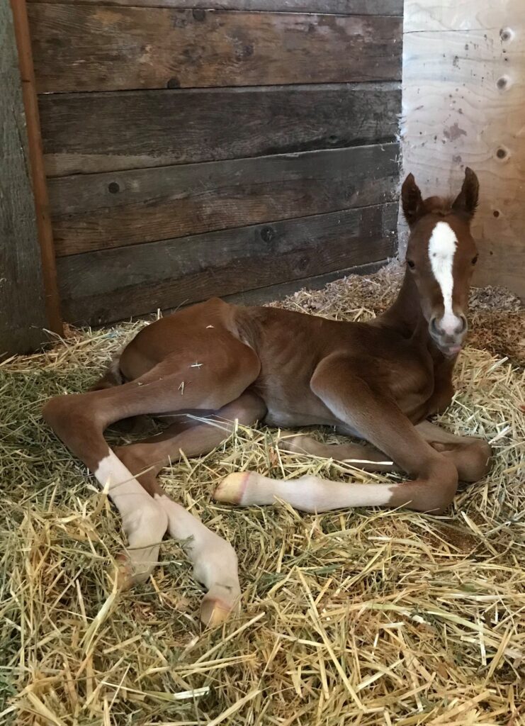 INTRODUCING OUR THIRD FOAL OF 2019 thumbnail picture