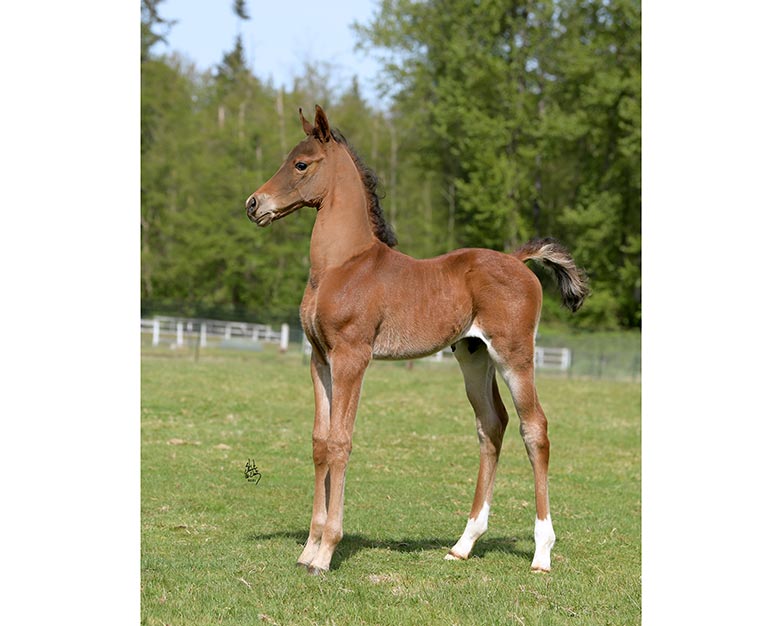 Introducing Our 4th Foal of 2021 thumbnail picture