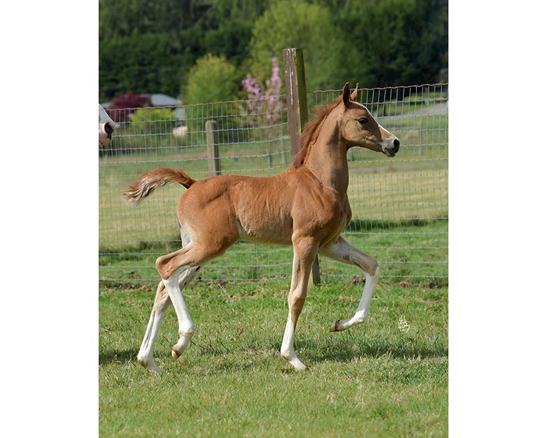 Introducing Our 3rd Foal of 2021 thumbnail picture