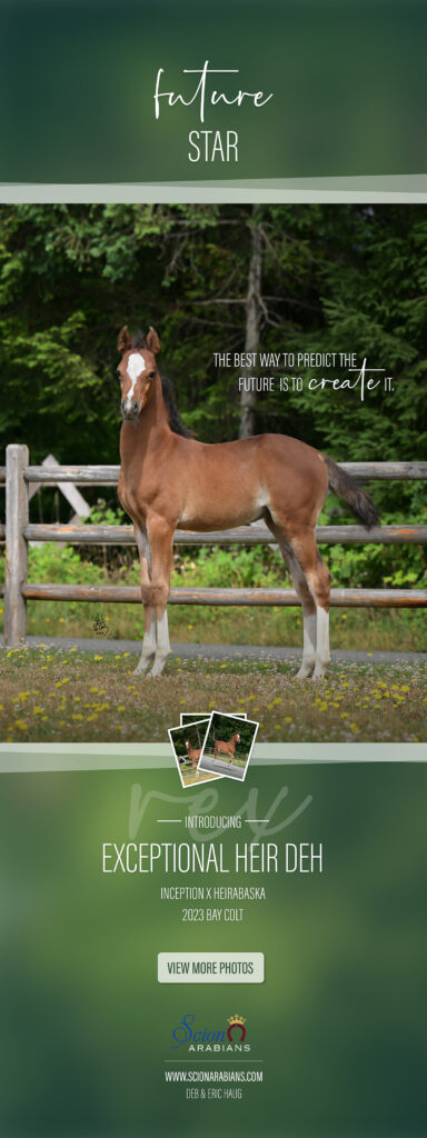 2023 Foal – Exceptional Heir DEH thumbnail picture