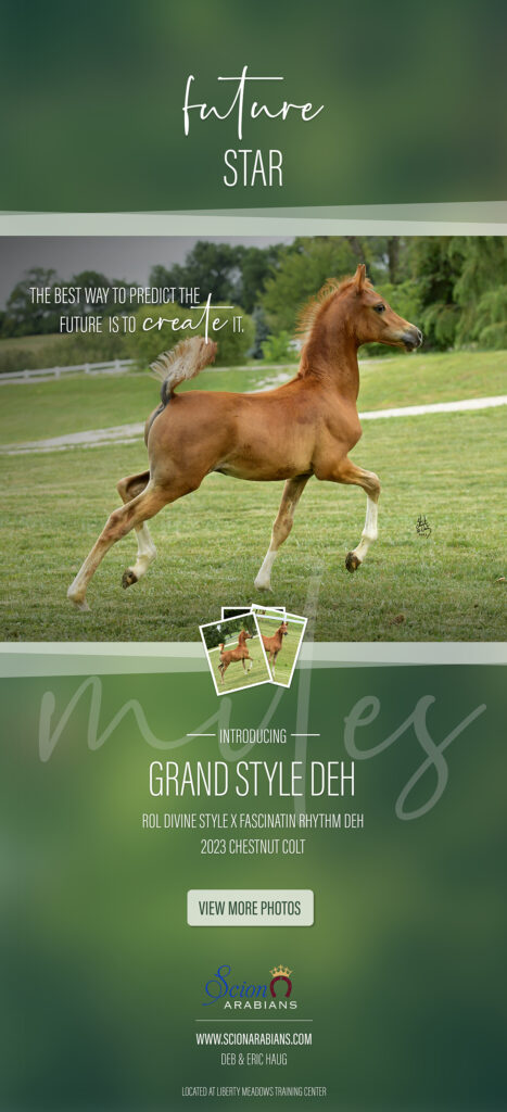 2023 Foal – Grand Style DEH thumbnail picture