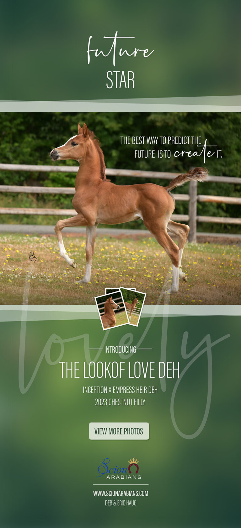 2023 Foal – The Lookof Love DEH thumbnail picture