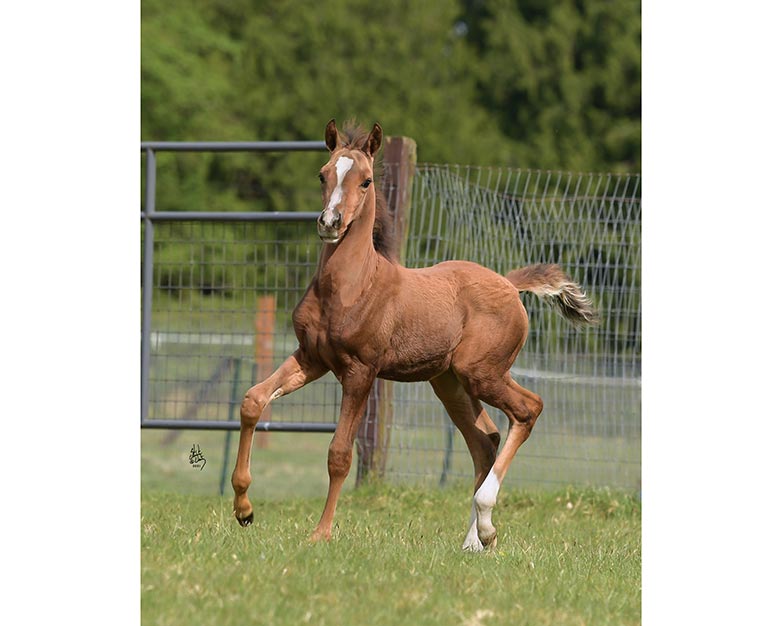 Introducing Our 1st Foal of 2021 thumbnail picture