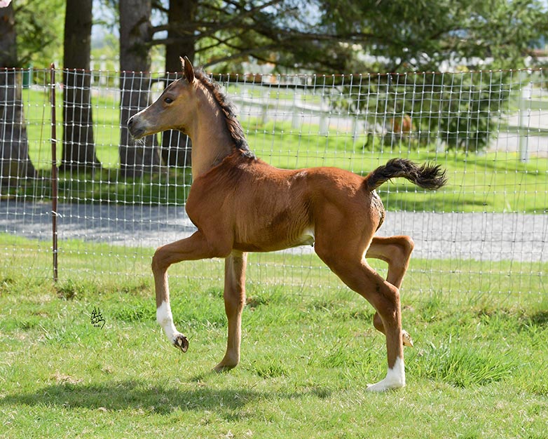 Introducing Our 5th Foal of 2021 thumbnail picture