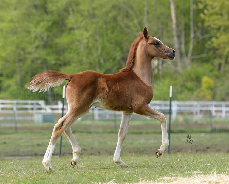 Introducing Our 2nd Foal of 2022 thumbnail picture