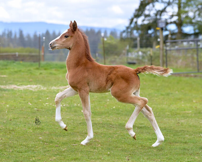 Introducing Our 6th Foal of 2022 thumbnail picture