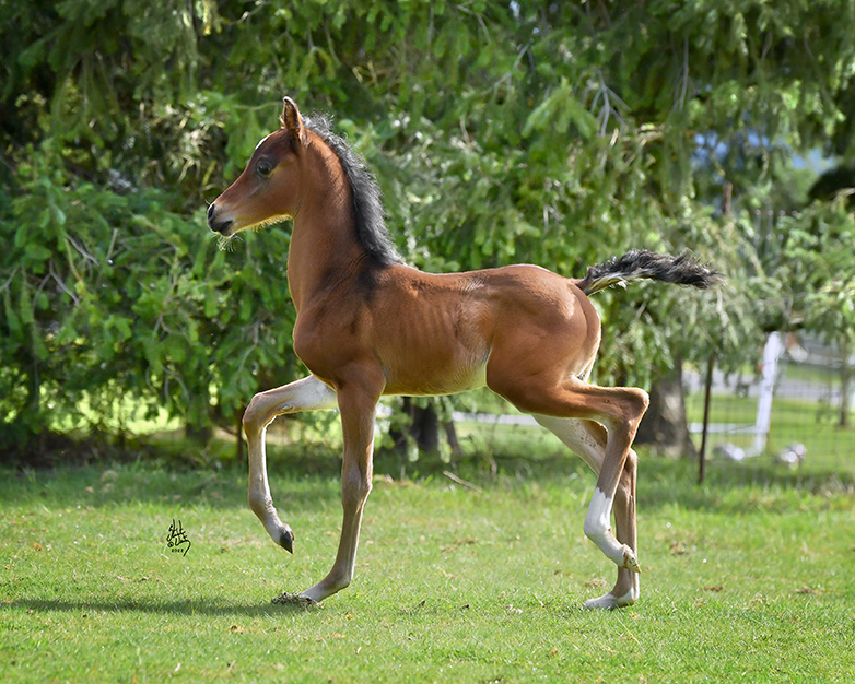 Introducing Our 3rd Foal of 2022 thumbnail picture