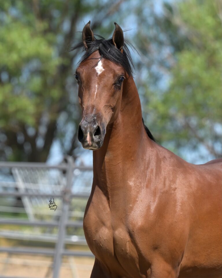 New 2-year-olds off to training! thumbnail picture