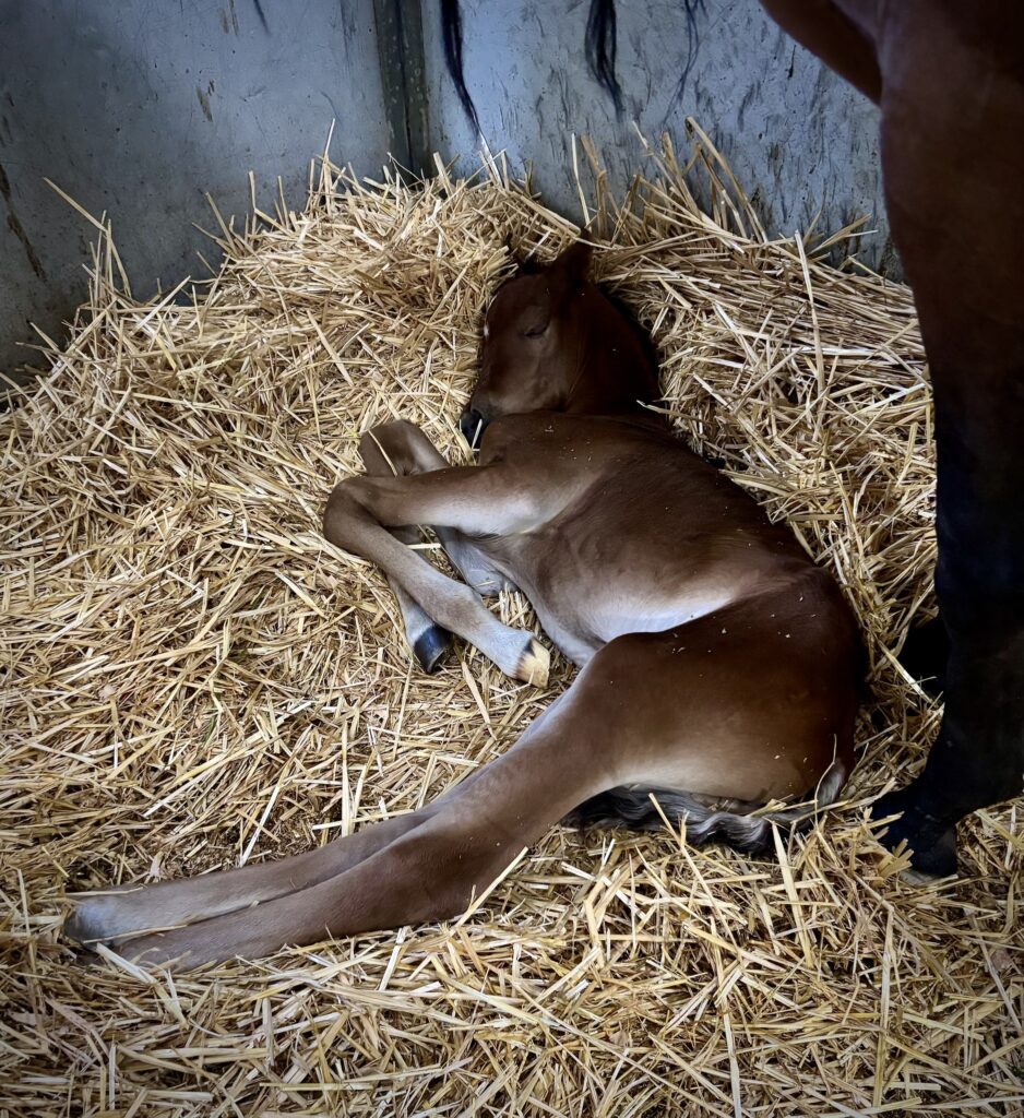 Foal #6 Arrived! thumbnail picture