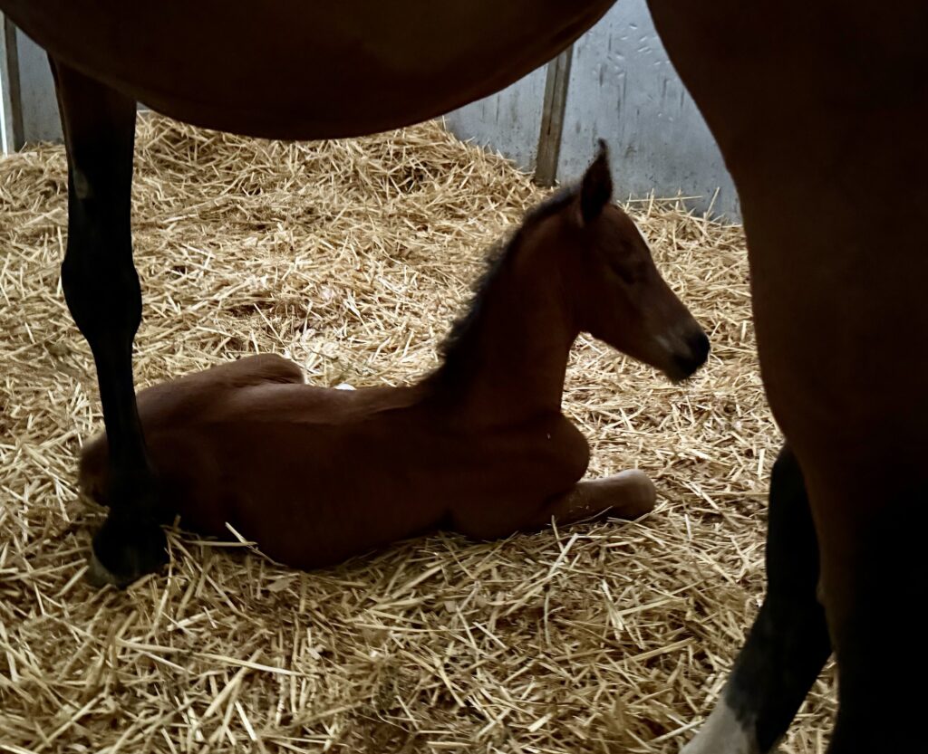 Foal #9! thumbnail picture