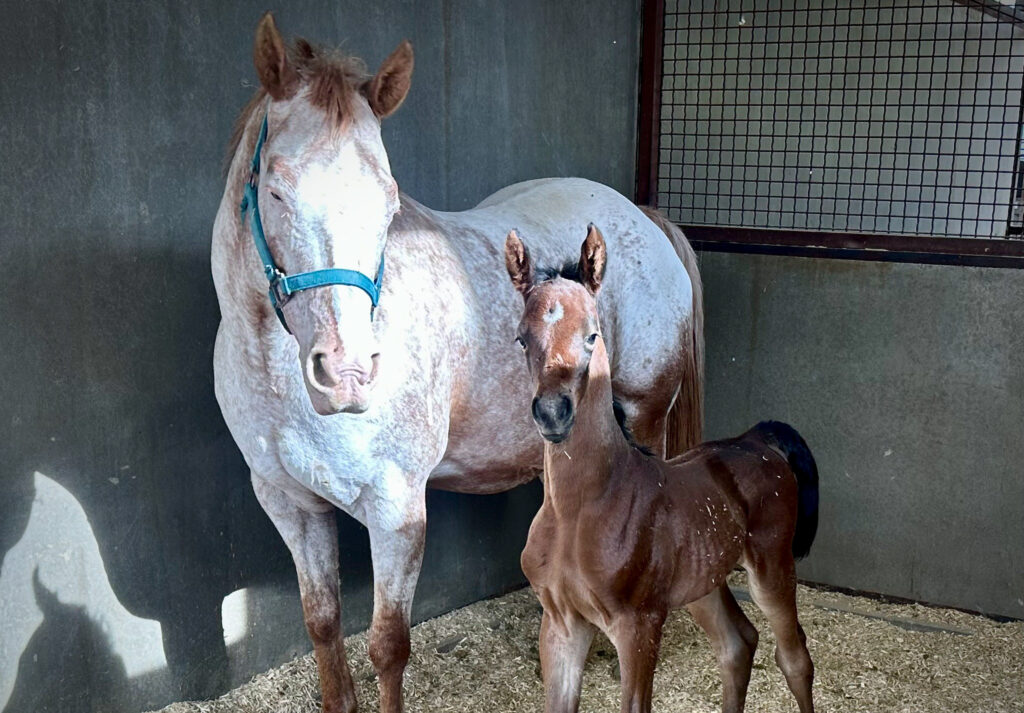 Foal #8! thumbnail picture