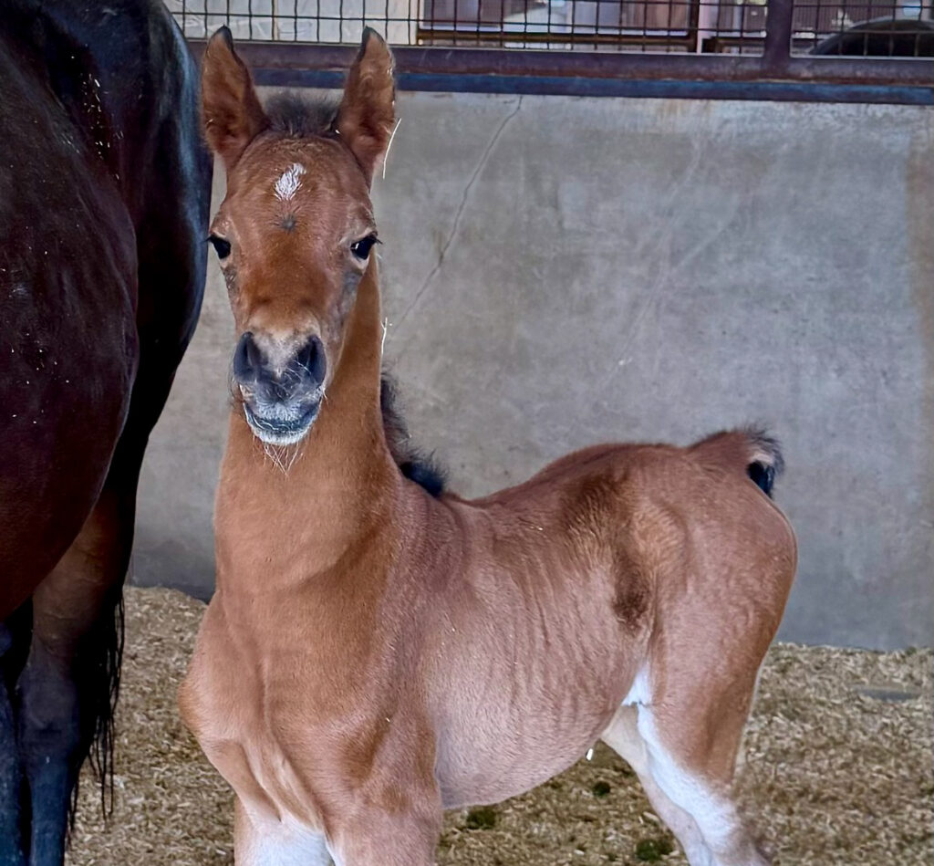 Foal #7! thumbnail picture