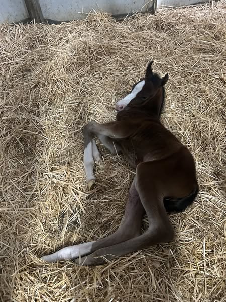 Foal #5! thumbnail picture
