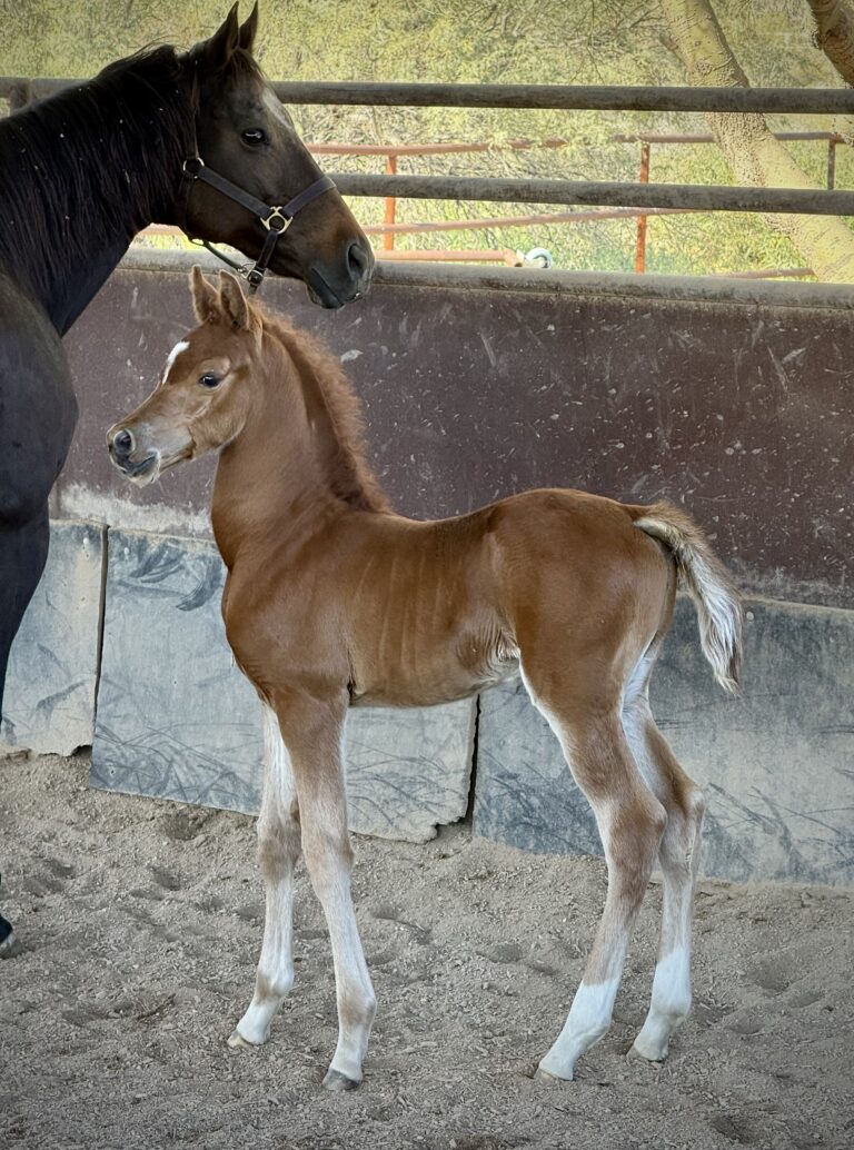 Eminence DEH thumbnail picture