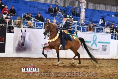 MAGNIFICA DEH thumbnail picture