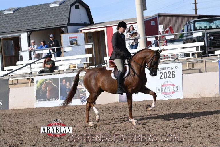 SHOCS CADENZA DEH thumbnail picture