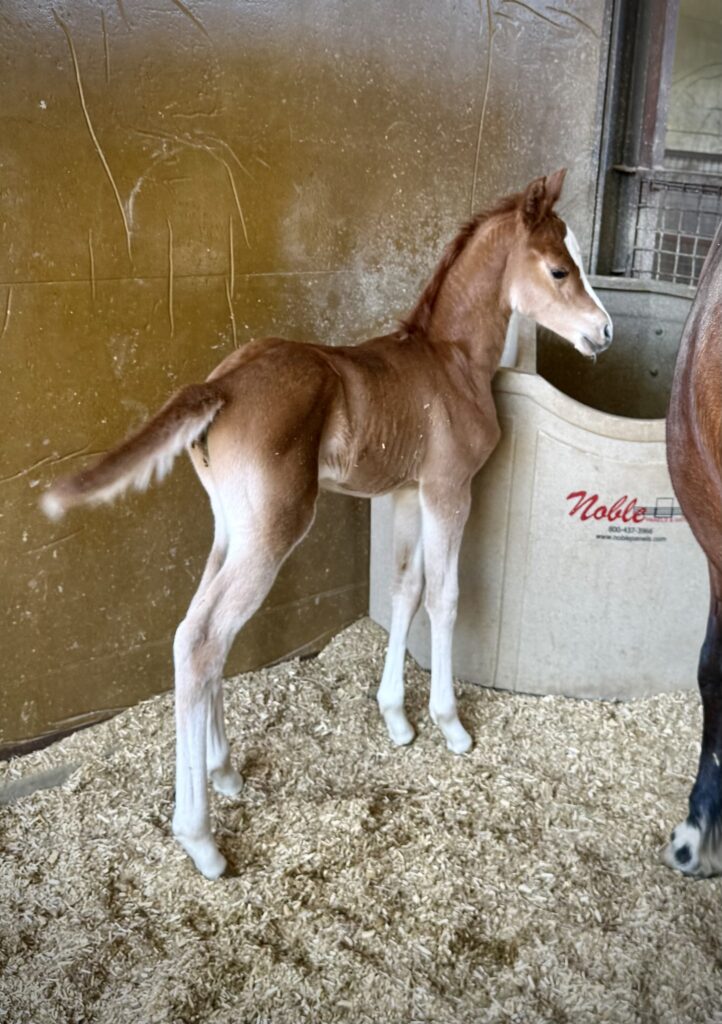 FOAL #5 thumbnail picture