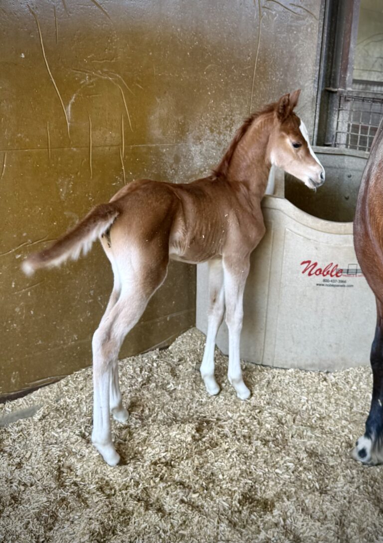 FOAL #5 thumbnail picture